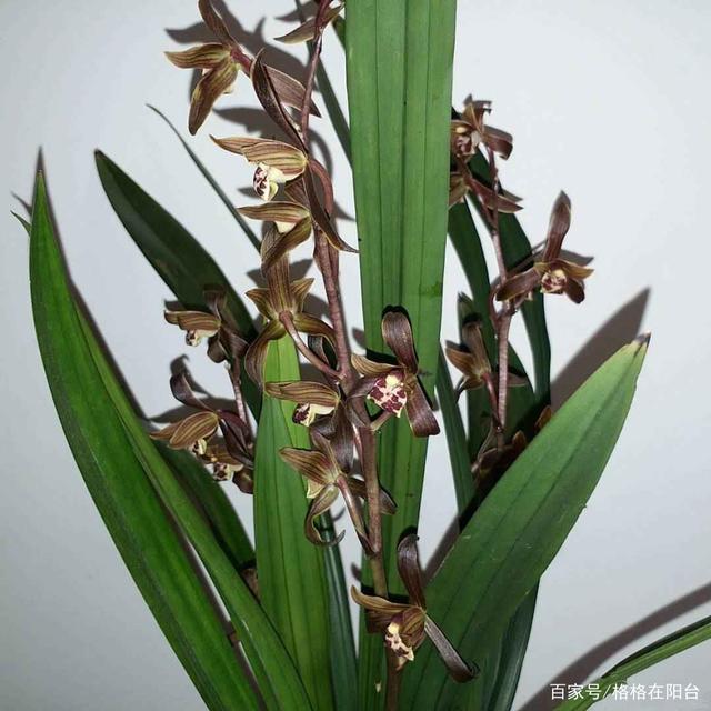 葱的栽植方法和时间：家庭园艺指南