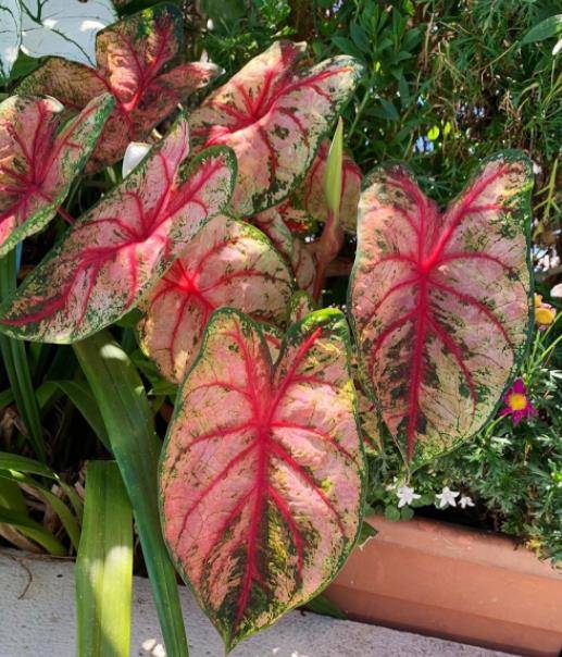 蝴蝶兰换盆方法：专业园丁的详细指南